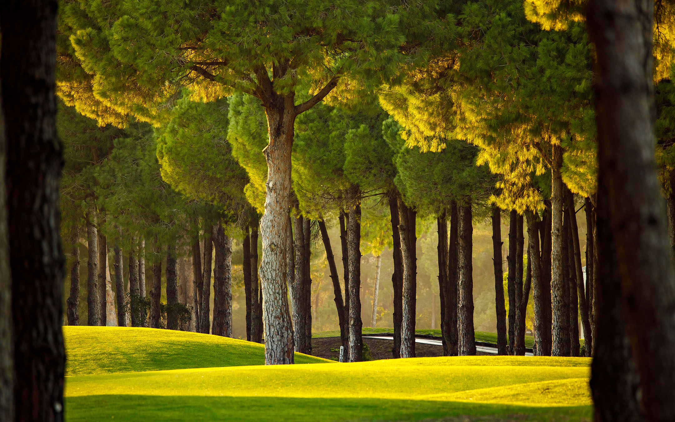 gobelek-belek-page-banner-d.jpg