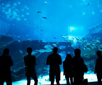 Antalya Akvaryum Rehberi: Belek’ten Nasıl Gidilir, Neler Görülür?